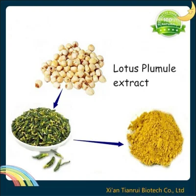 Fornitura in fabbrica di polvere di estratto di semi di loto naturale puro al 100%.
